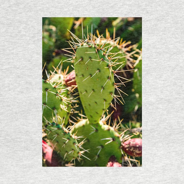 Opuntia by thadz